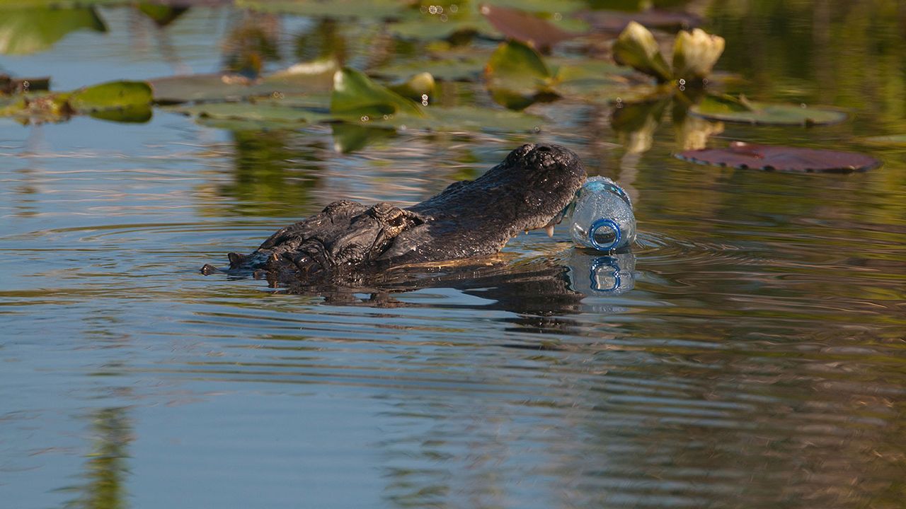 1-2-alligator-eating-plastic-credit-david-tipling-alamy-expire-21mar2022-alamy-c8xfb2.jpg