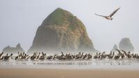 Pelicans in front of large rock a beach. 