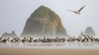 Pelicans in front of large rock a beach. 