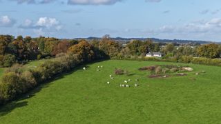 A shot of sheep and cows taken with a DJI Air 3S drone