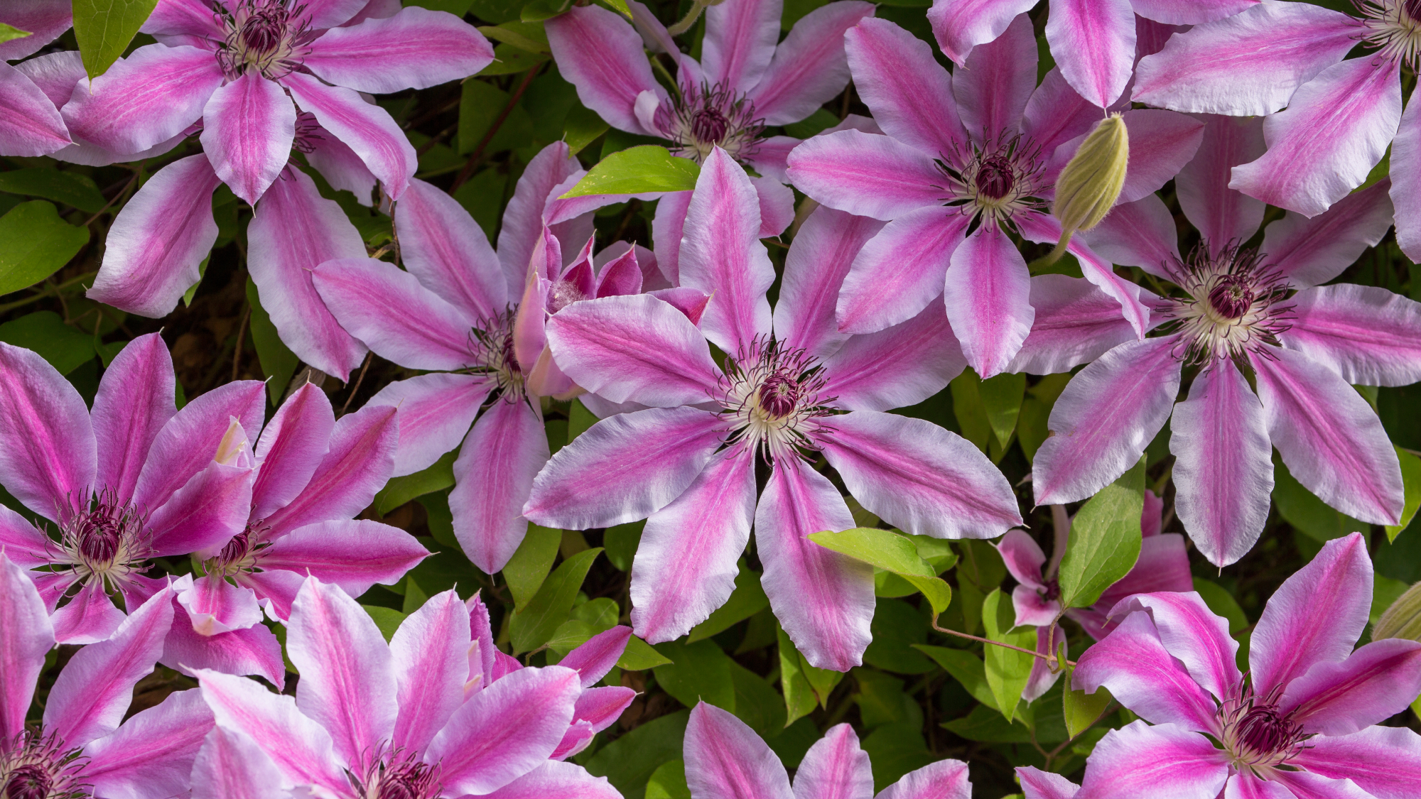 Pink and white Clematis 'Nelly Moser' flowers