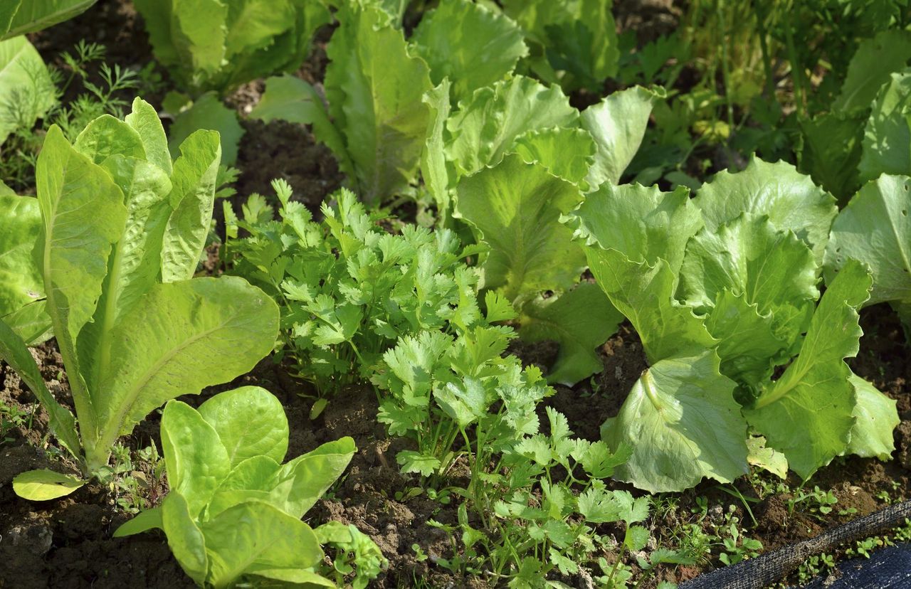 lettuce companions