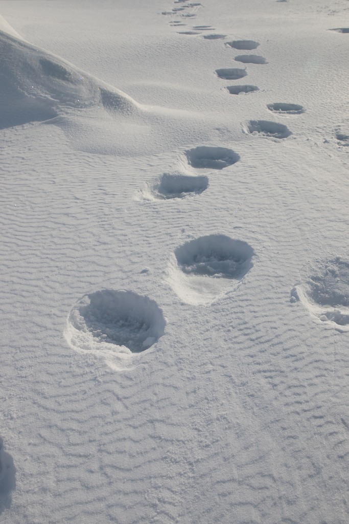 Polar Bear Prints