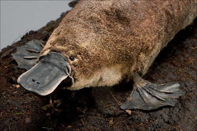 real platypus growl