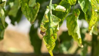 Early tomato blight showing on tomato plant leaves