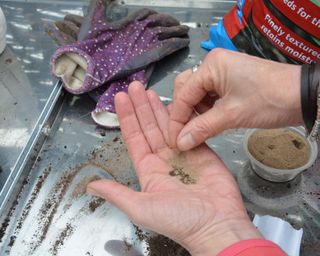 Mixing petunia seeds with sand to make it easier to sow them thinly and evenly