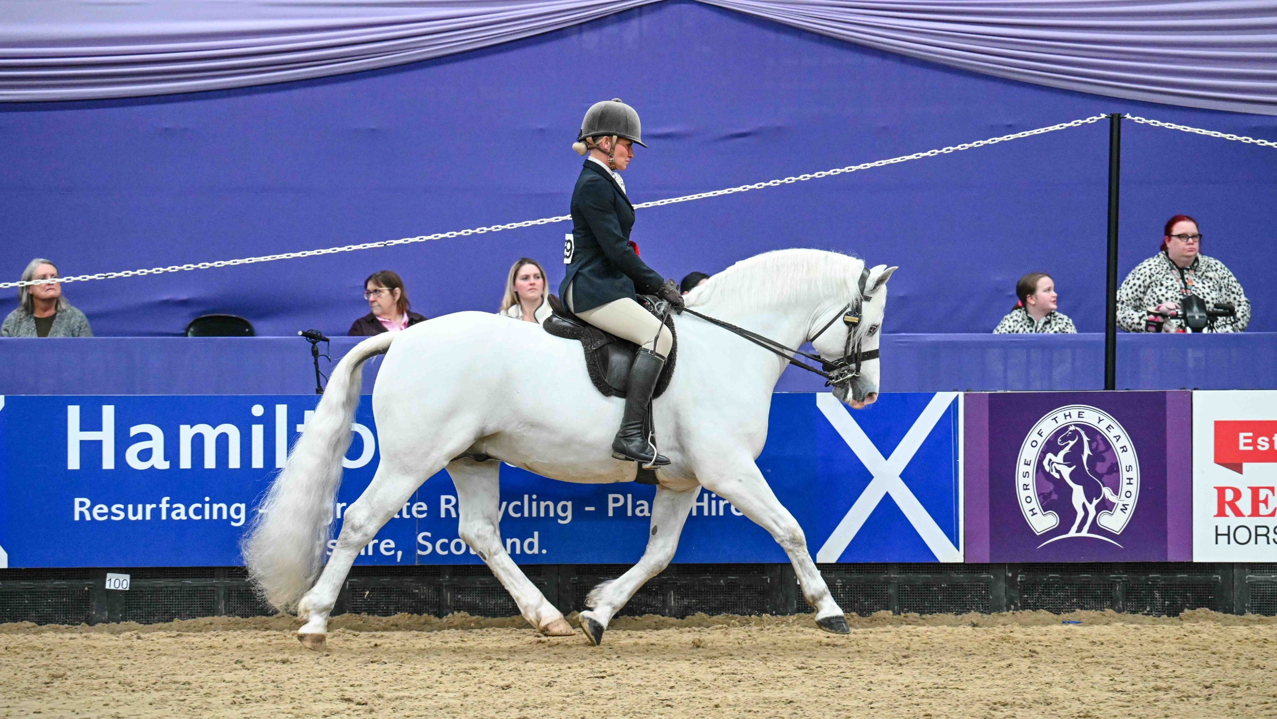 Connemara stallion Copperbeech Encore and Vikki Smith trotting during the 2026 HOYS M&amp;M championship 