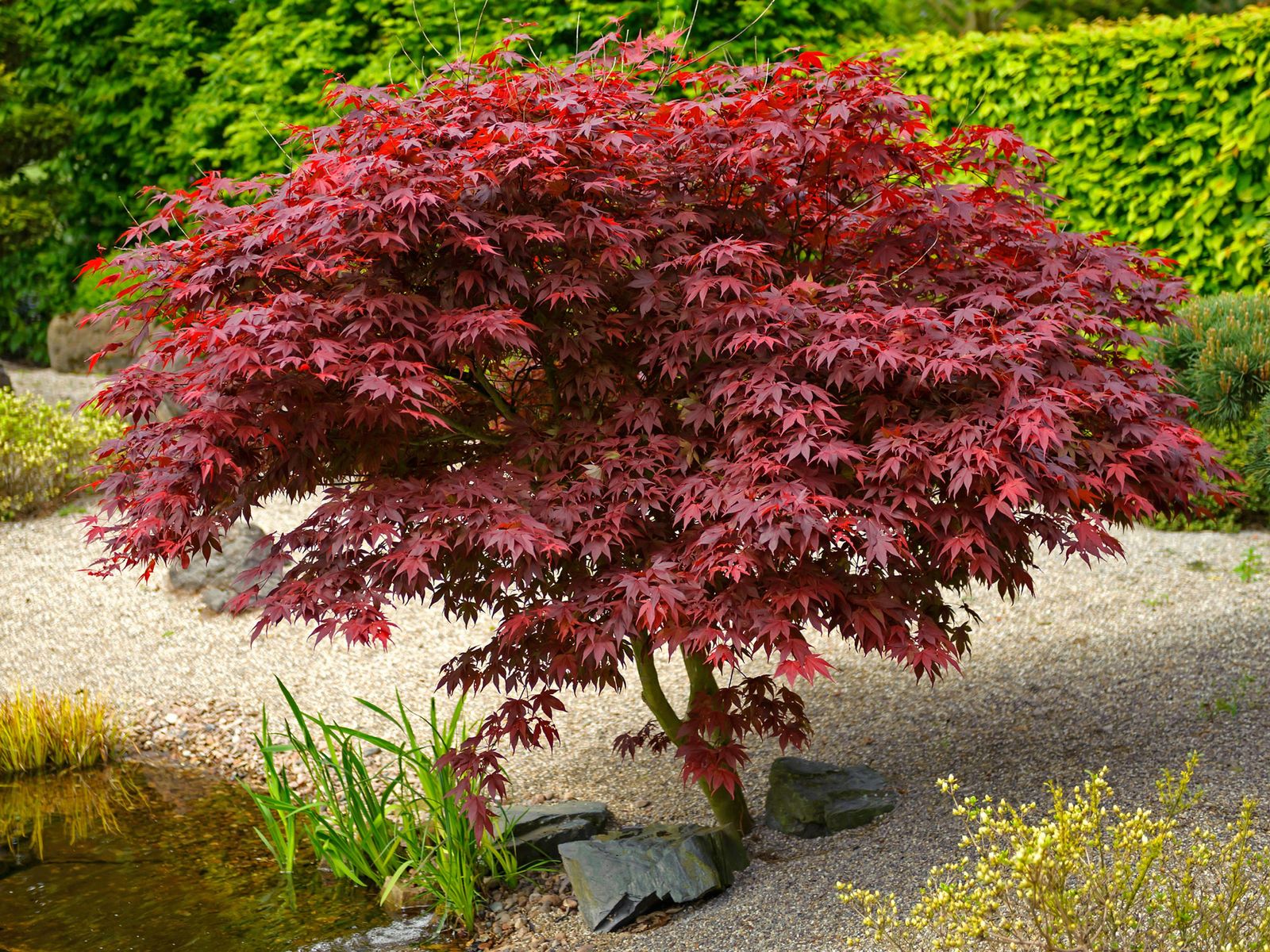 Where to plant a Japanese maple tree | Livingetc