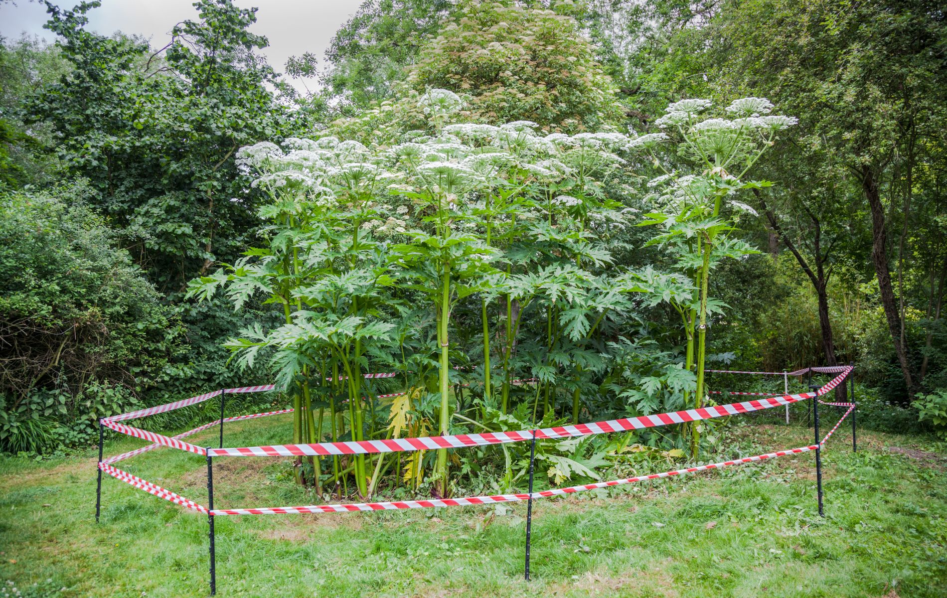 How to identify and get rid of giant hogweed safely