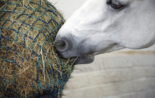 DO NOT USE IN NEGATIVE CONTEXT horse eating haynet with hay and haylage mixture