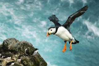 Atlantic puffin in flight in the Shetland Islands