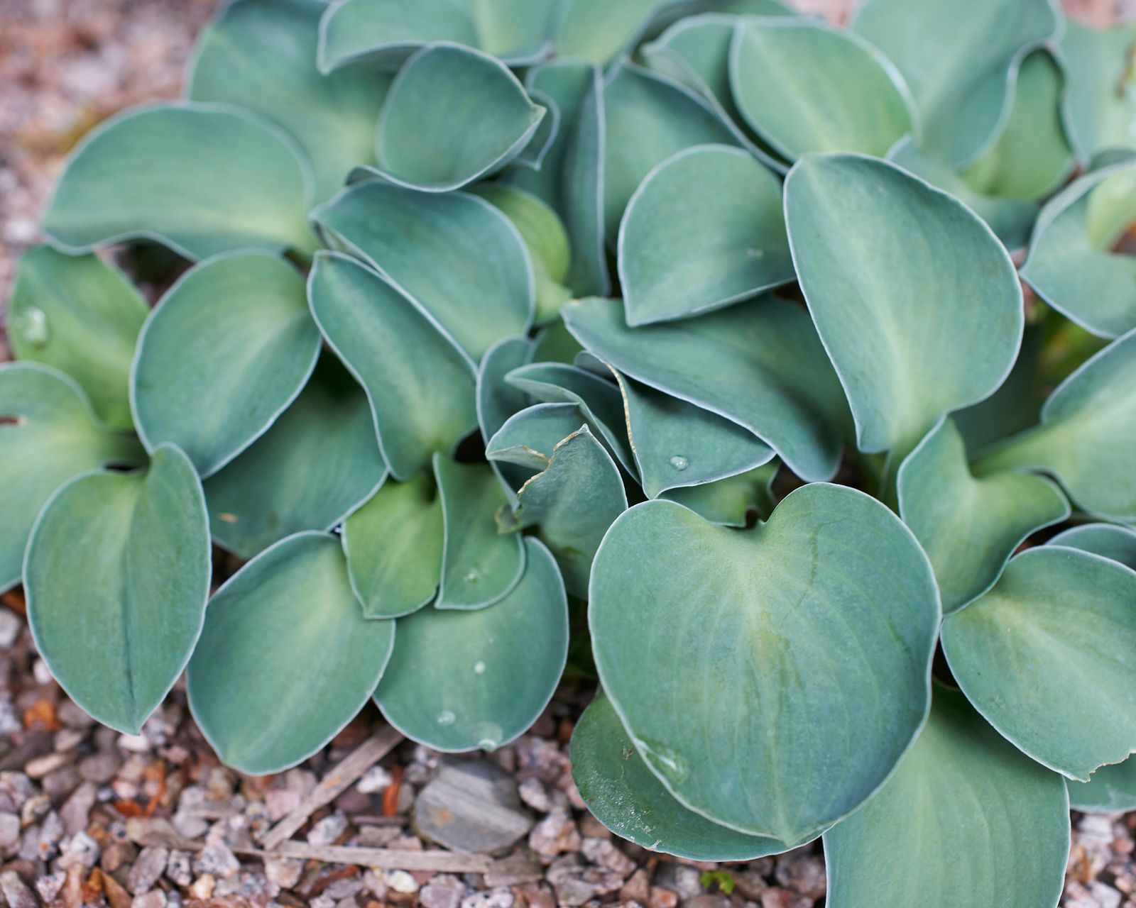 Hostas care and growing guide: tips for these foliage plants | Gardeningetc