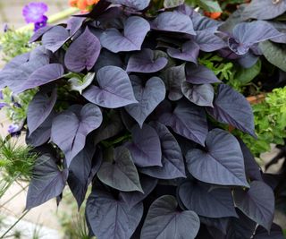 Fogliame verde lime e viola dell'Ipomea batatas ornamentale a cascata.