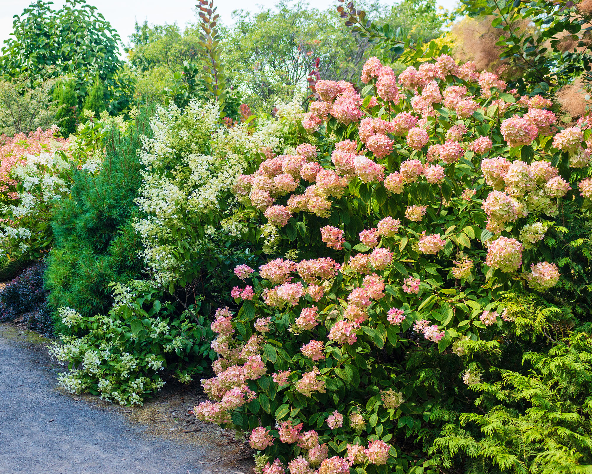Strawberry Sundae hydrangea in mixed border