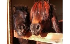RSPCA-AB-FAB-pony.jpg