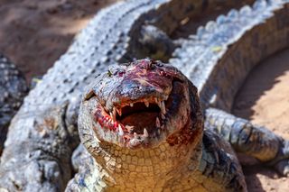 A Nile crocodile gets blood on its snout after a kill.