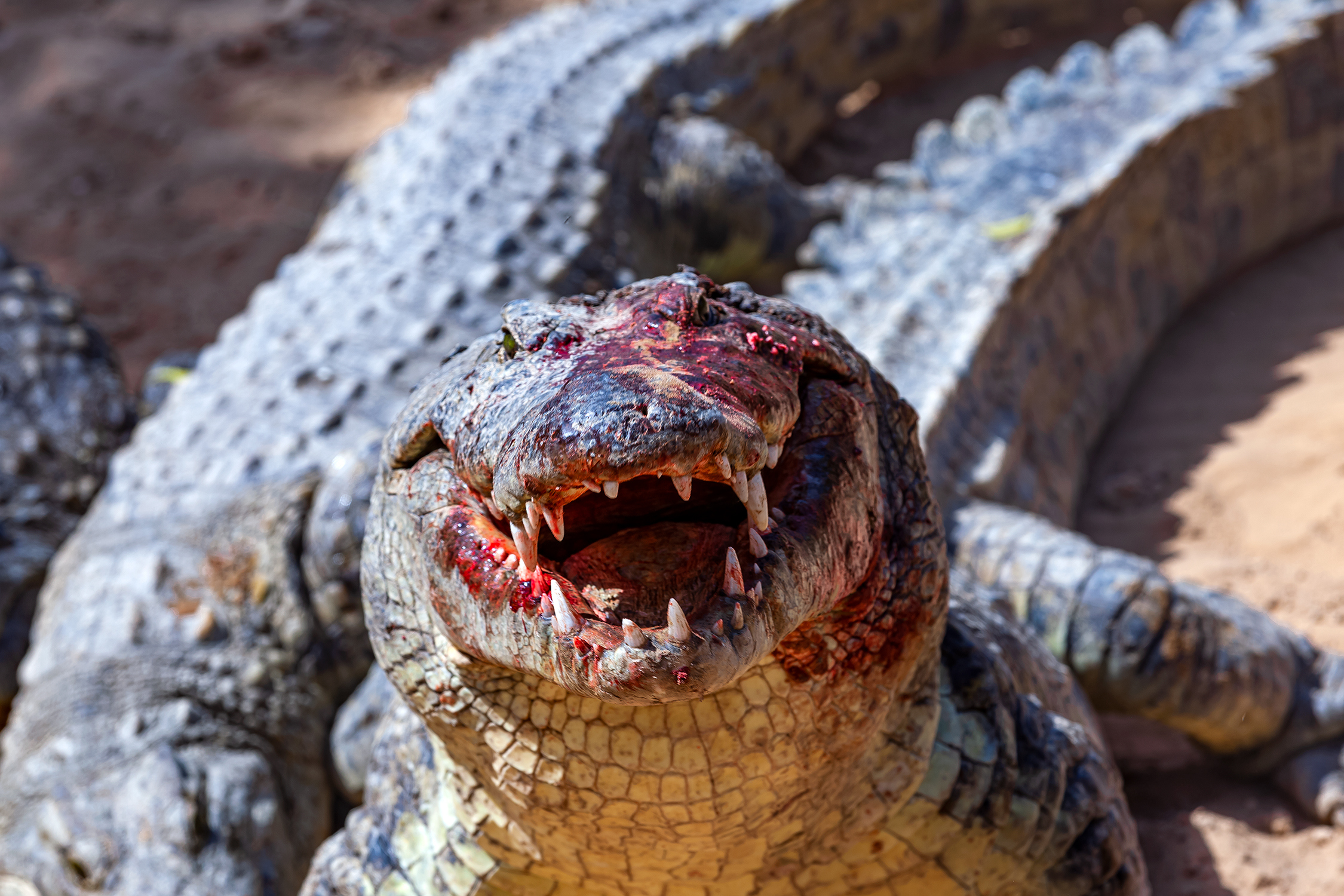 A Nile crocodile gets blood on its snout after a kill.