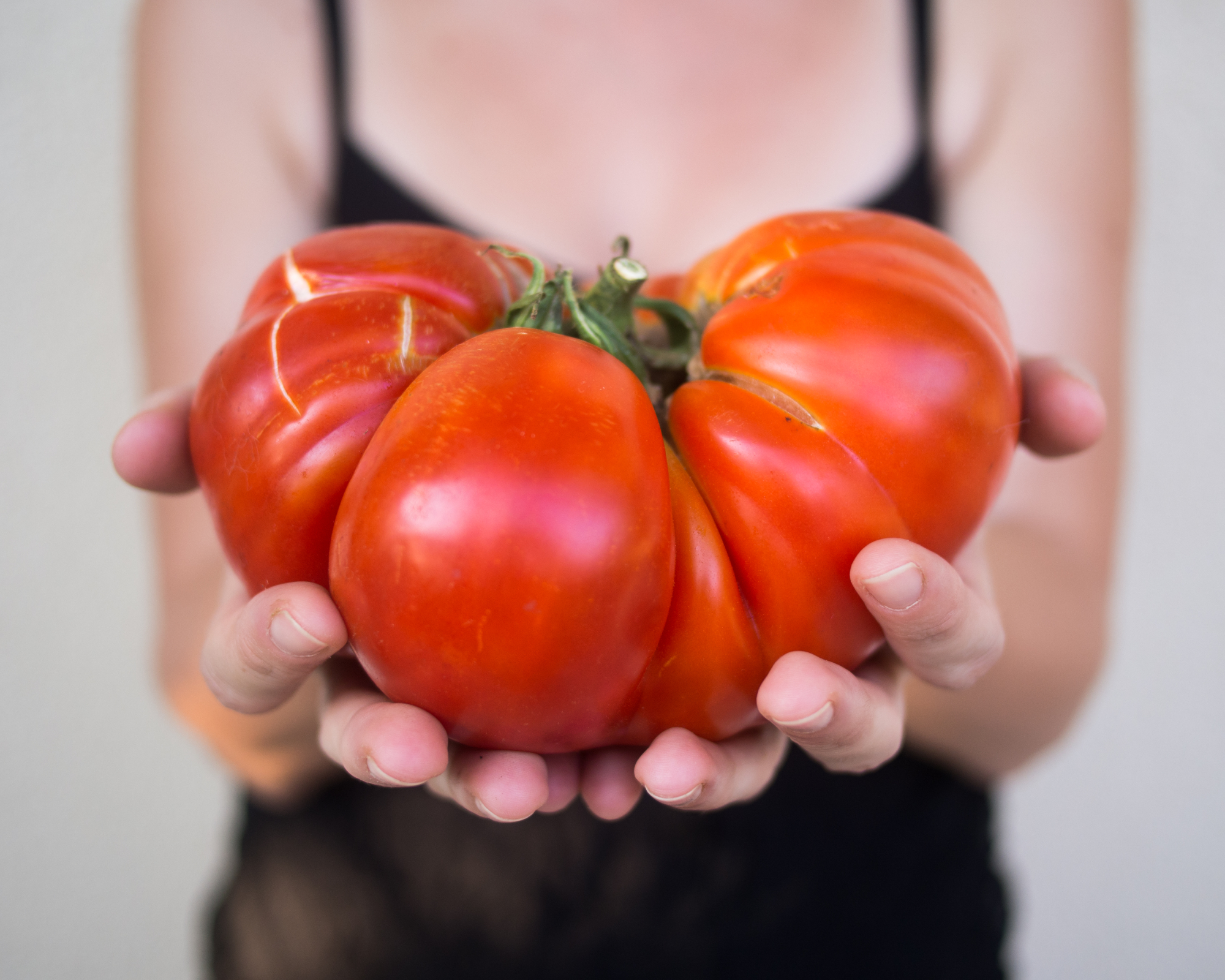 Huge heirloom tomato held by woman