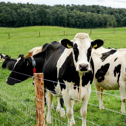 cows in a field behind a fence