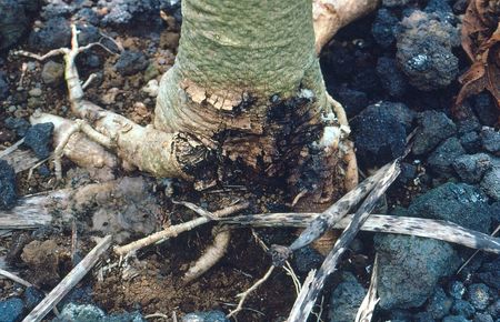 Stem Rot On A Papaya Tree