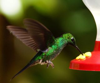 Hummingbird using hummingbird feeder