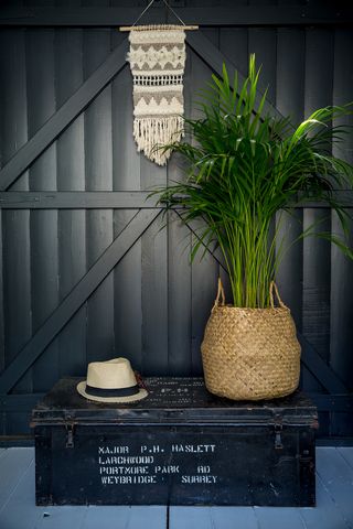 garden shed with grey wall and plant