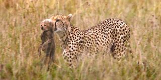 A cheetah carries her cub in African Cats