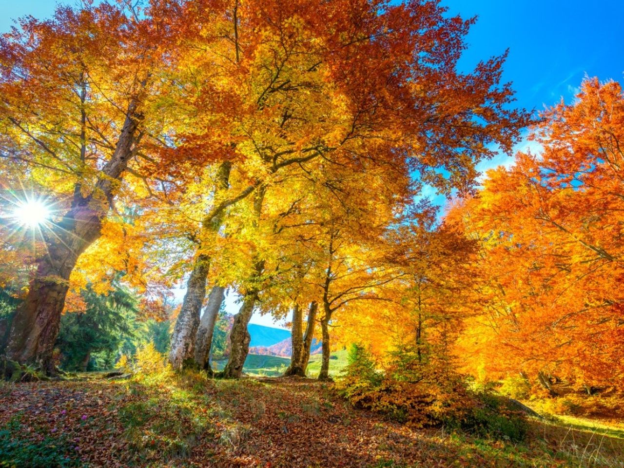 A view looking up at many orange and yellow maple trees in autumn