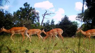 forest duikers caught on camera traps in Katavi National Park