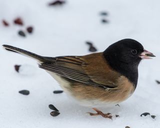 Dark-eyed junco