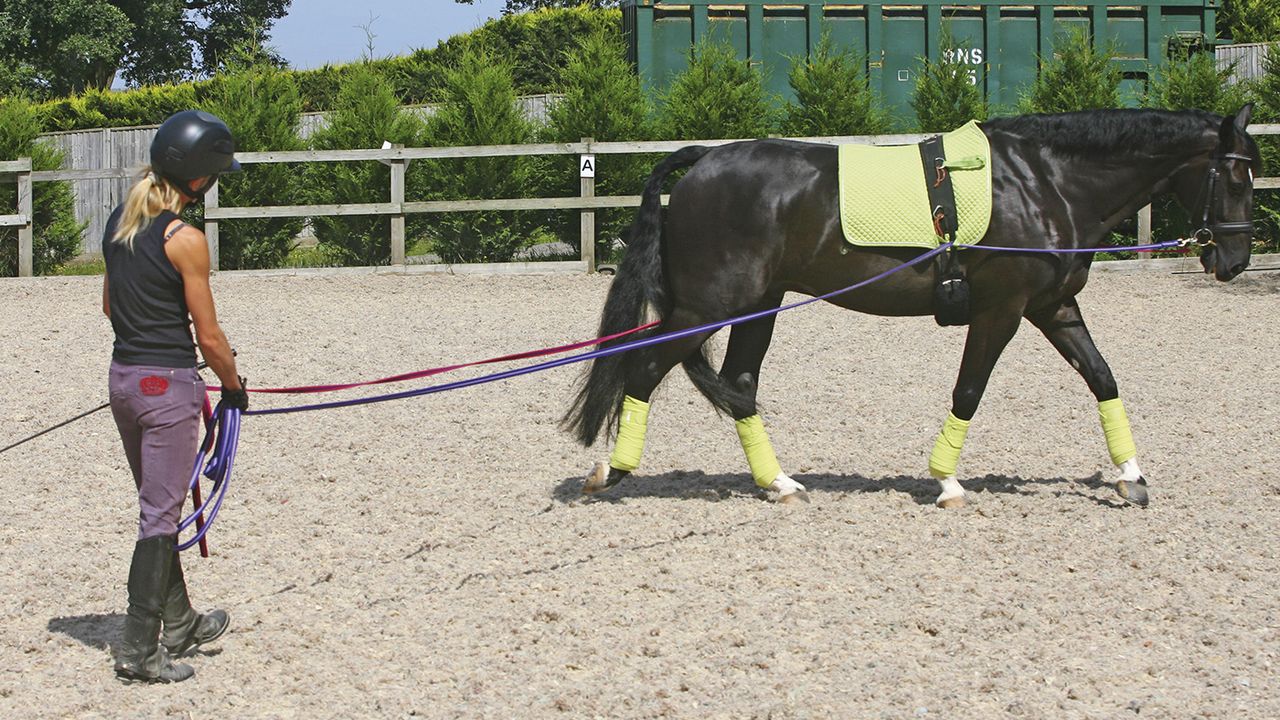 A horse being exercised on long reins, which can be a useful way of exercising horses with arthritis, also known as Degenerative Joint Disease (DJD)