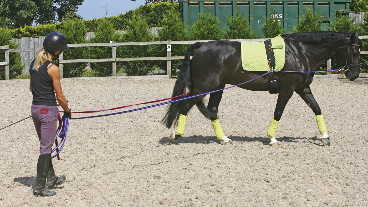 A horse being exercised on long reins, which can be a useful way of exercising horses with arthritis, also known as Degenerative Joint Disease (DJD)