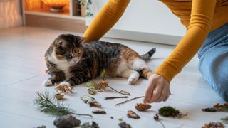 Cat enrichment with owner