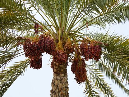 Date Palm Tree