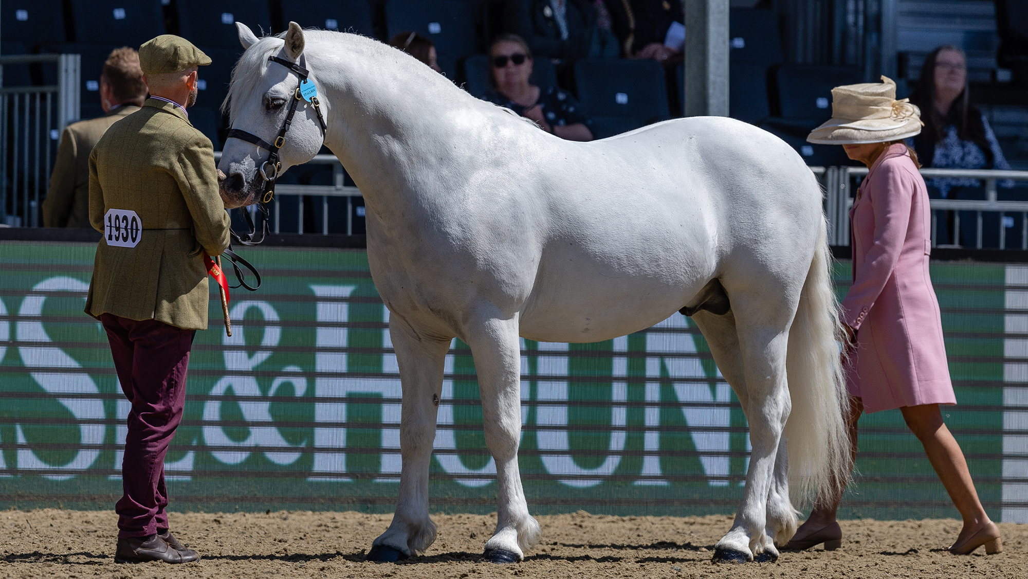 Supreme M&amp;amp;M in-hand champion Clover Hill Magic is observed by the judge