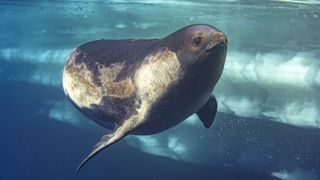 Photos of a rare Ross seal in Antarctica by sealife photographer Justin Hofman, underwater near the surface