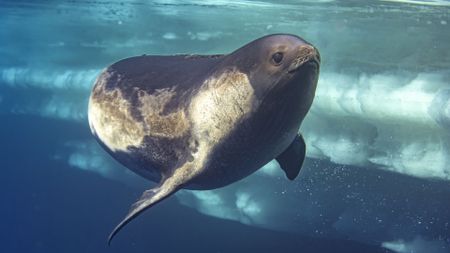 Photos of a rare Ross seal in Antarctica by sealife photographer Justin Hofman, underwater near the surface