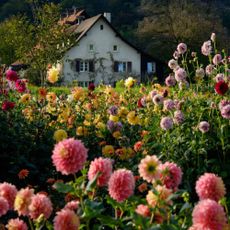 A low down shot through flowers in the garden of a cottage