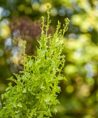 bolted lettuce plant