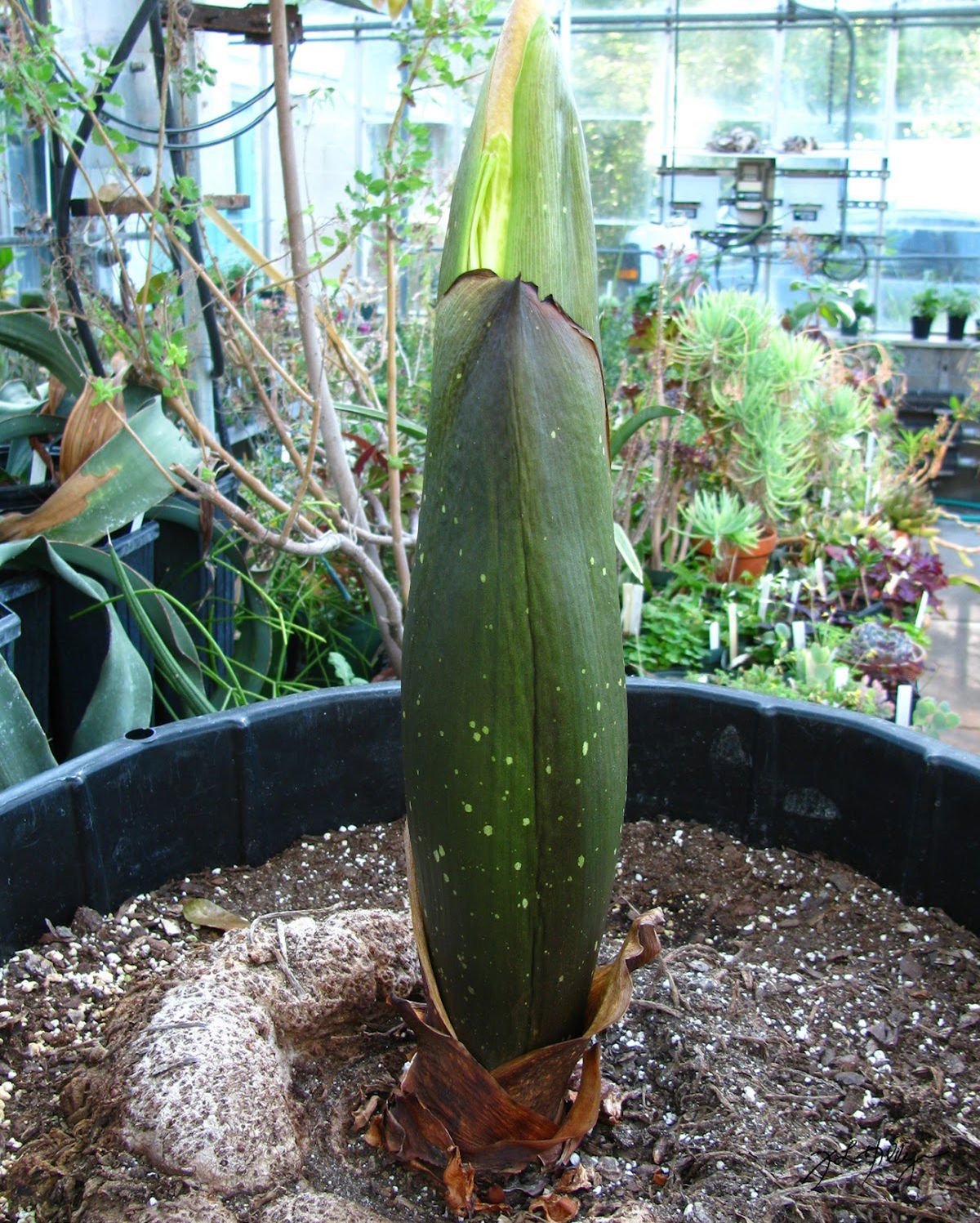 Corpse flower