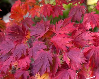 close up of bright red leaves of Acer japonicum ‘Aconitifolium'