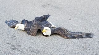 two bald eagles lying on the ground, their wings and bodies overlapping