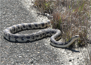 northern pine snake