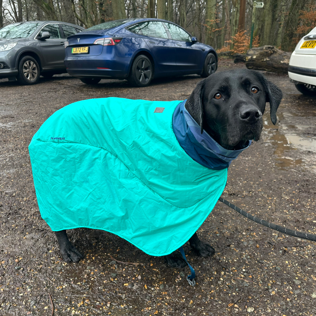 Pauls dog Hugo wearing the Ruffwear dog coat, one of the best dog coat