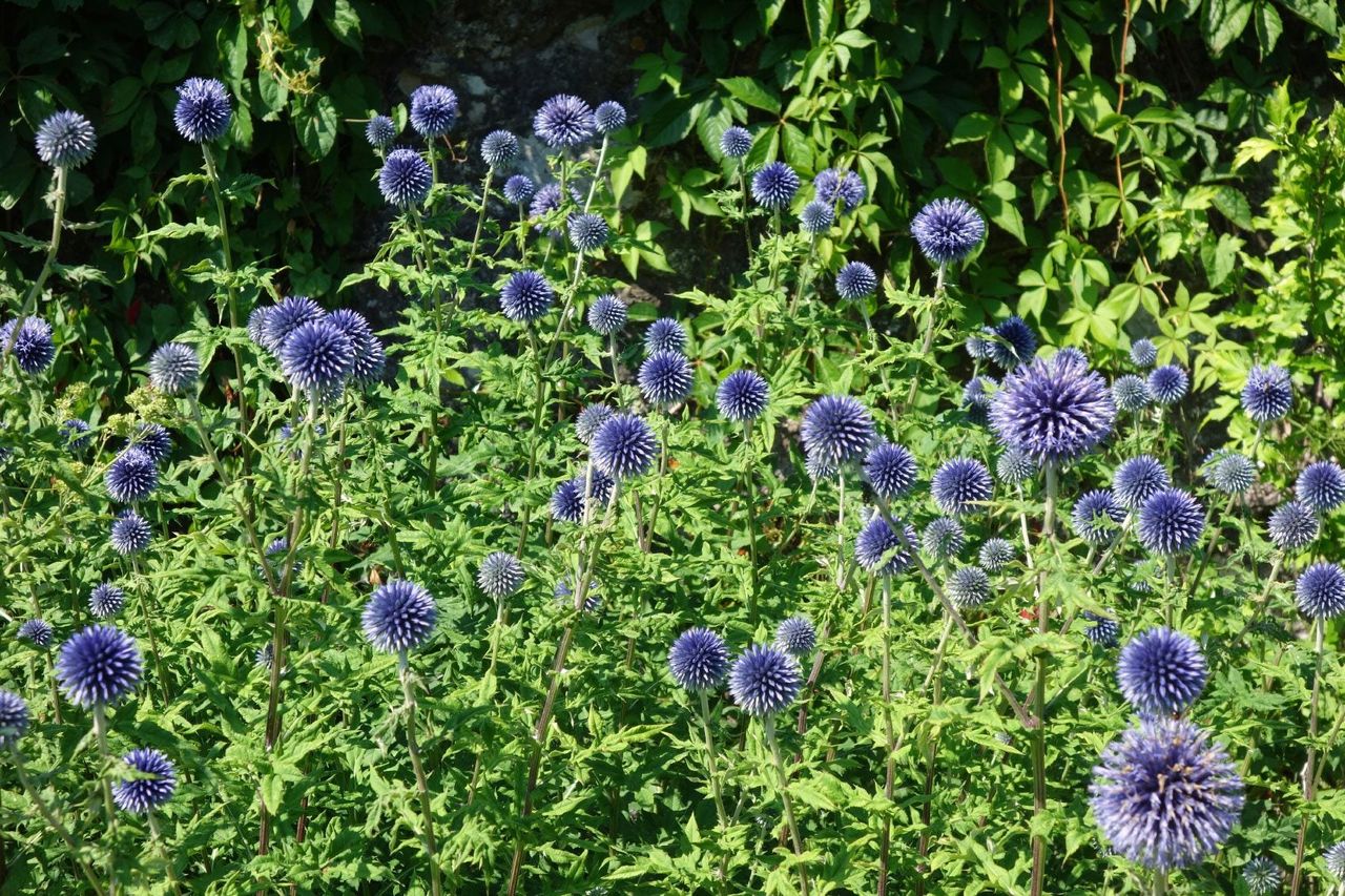 Purple Globe Thistle Plants