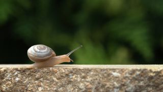 snails in a garden
