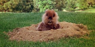 Gopher Caddyshack