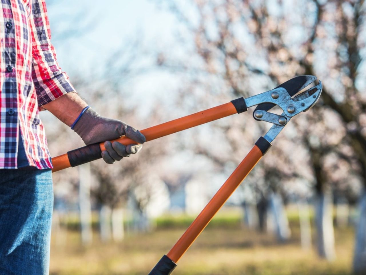 Gardener Holding Pruning Shears