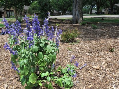 Purple Drought Tolerant Flowers In A Xeriscape Garden