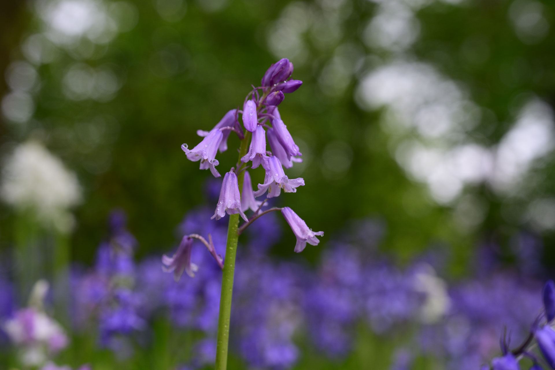 Nikon Z 70-200mm f/2.8 VR S II image gallery: closeup of bluebells in front of dappled light